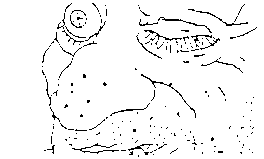 Tr&egrave;s gros plan
